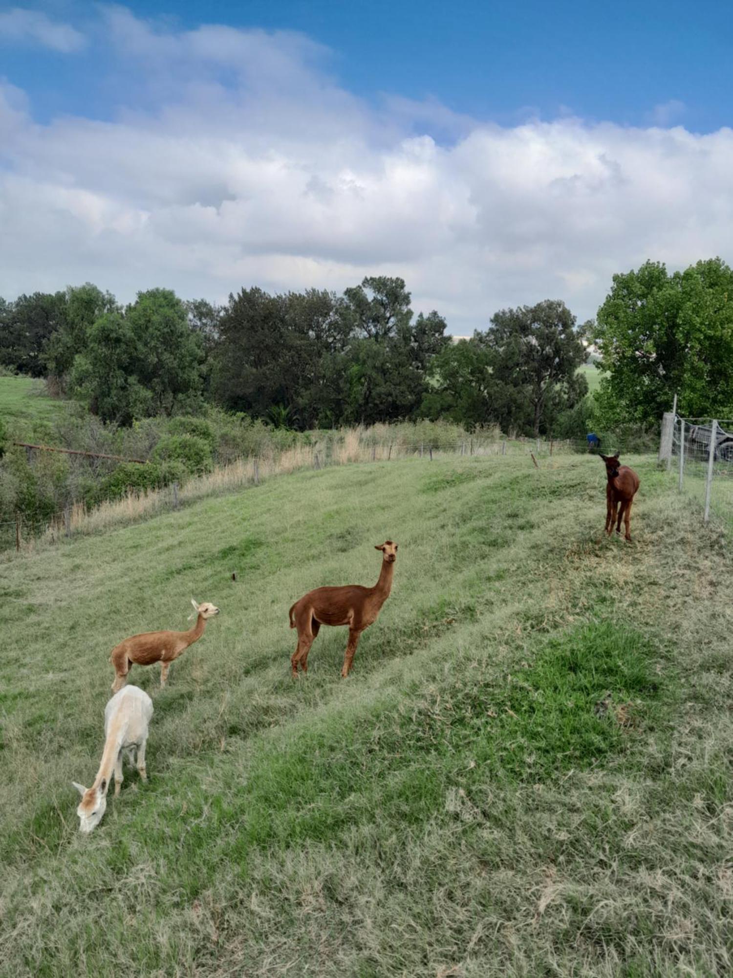 Muswellbrook Northside Bed & Breakfast Esterno foto
