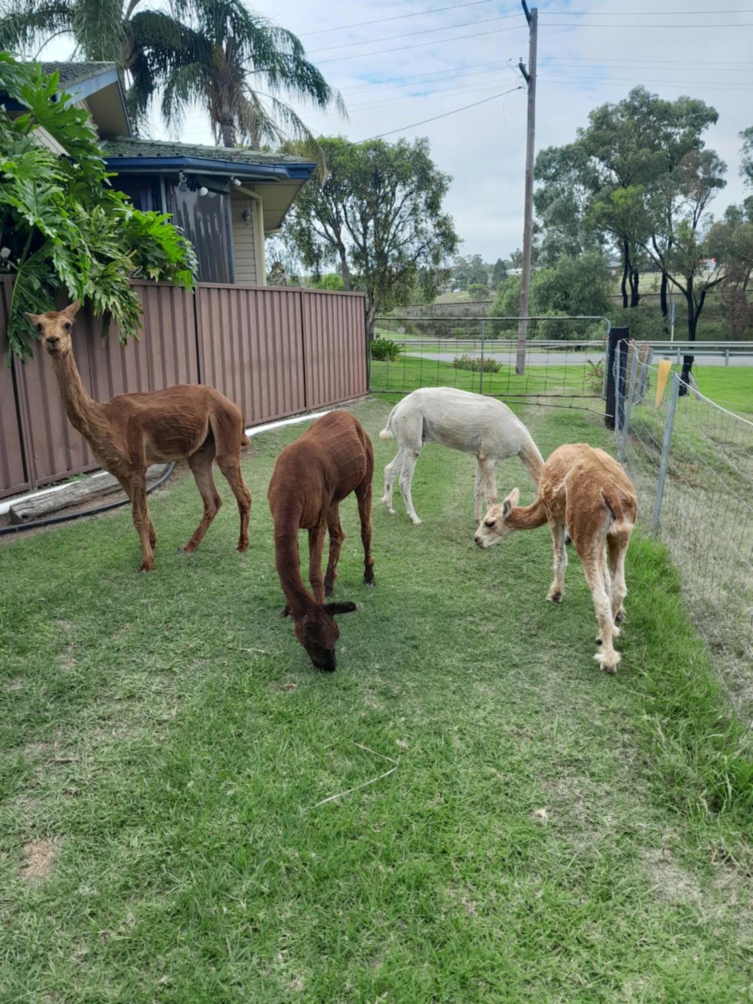 Muswellbrook Northside Bed & Breakfast Esterno foto
